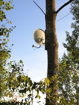 satellite dish is attached to the tree