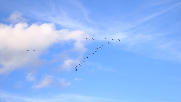 cranes are flying