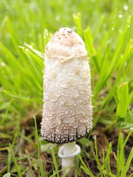 beautiful toadstool