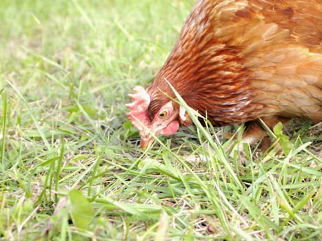 hen on grass background