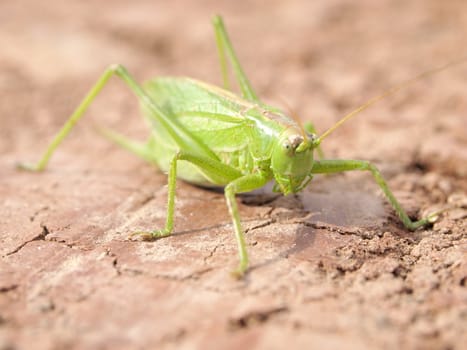 big green grasshopper