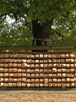 wishes on wooden boards on a tree in tokyo japan