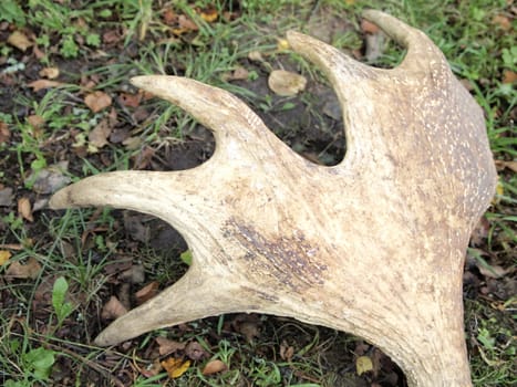 horns of in the autumn forest