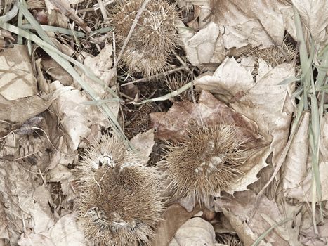 forest floor detail in autumn with dried leaves