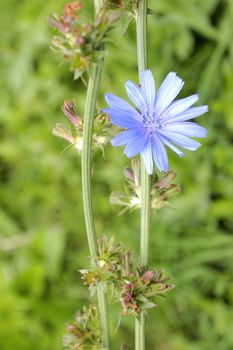 chicory flower against the background of grass