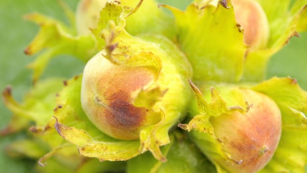 hazelnut in nature
