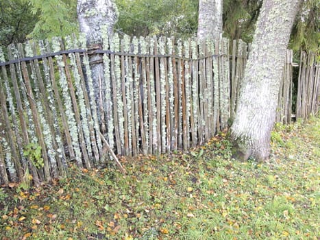 old, mossy fence
