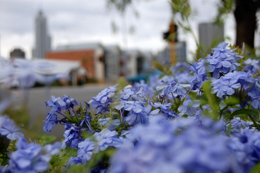 Street flowers