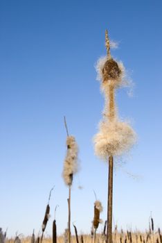 Seedy reed stalks and head in winter on background of blue sky. Nature waiting for spring. cat-tail