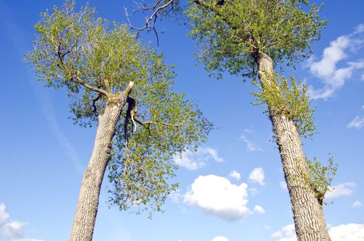 Old tall ash trees branch rises in spring blue cloudy sky.