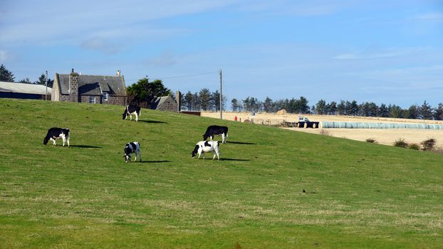 Cows are standing to graze on a green meadow