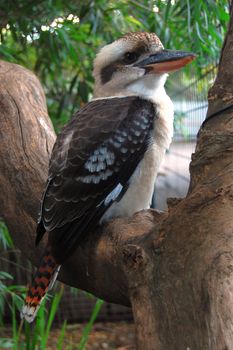 Kookaburra