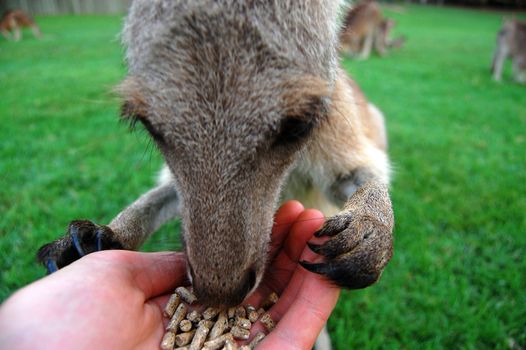 Feeding kangaroo