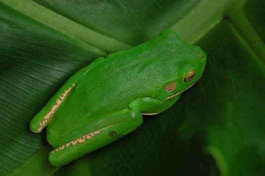 Tree frog