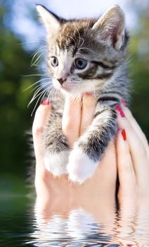 female hands holding little kitty above water