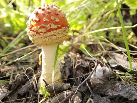 poisonous mushroom