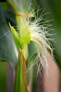 Corn flower close up. Vertical shot.