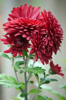 View of  branch with large red flowers of chrysanthemum.