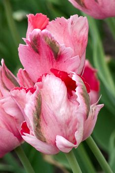 Set of tulips of different forms of flowers and colors . Image with shallow depth of field.