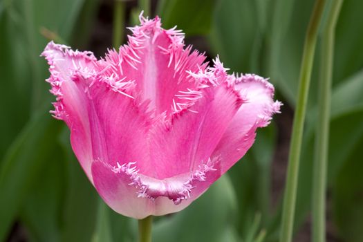 Flower pink tulip. Vertical shot.