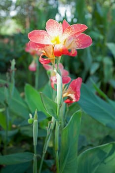 Orange Canna flower plants