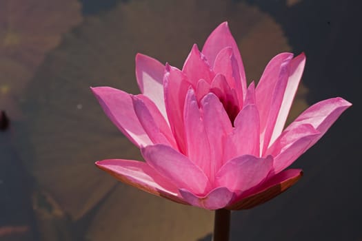 Pink Water Lily