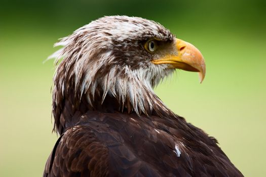 Eagle in front of a green background