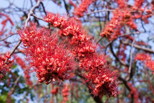 Park with red flower tree