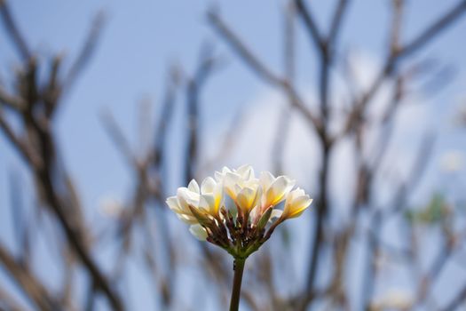 Plumeria flowers with blue sky