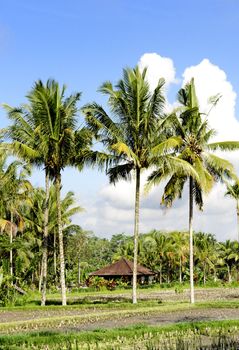 tropical landscape in bali indonesia