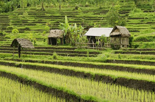 terraced rice field landcape in bali indonesia