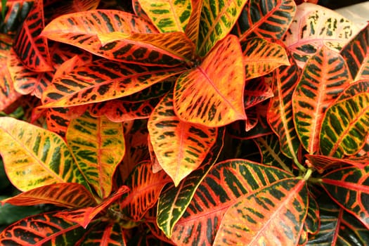 A Colorful plant background image