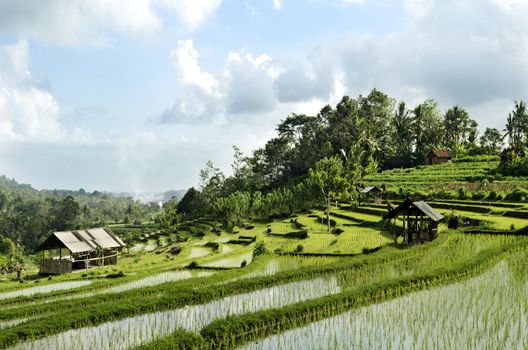 terraced rice field landcape in bali indonesia