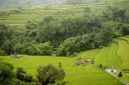 rice field terrace landcape in bali indonesia