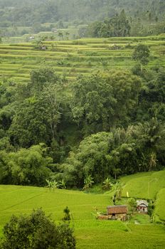 rice fields terraces in bali indonesia