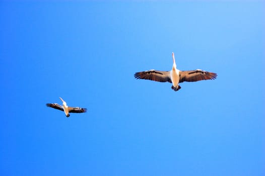 Two pelicans are flying in the sky