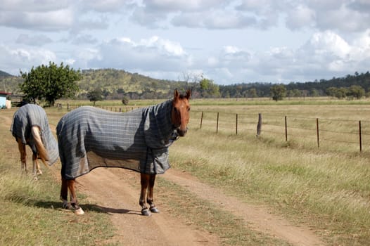 Horses in the Australian farm, Queensland