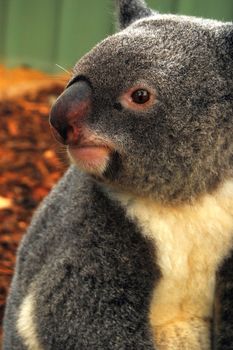 Sleepy koala is sitting on the floor