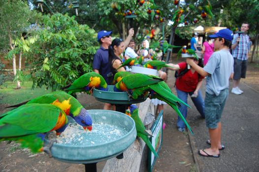 Feeding time of green parrots in Brisbane Lone Pine Koala Sancuary
