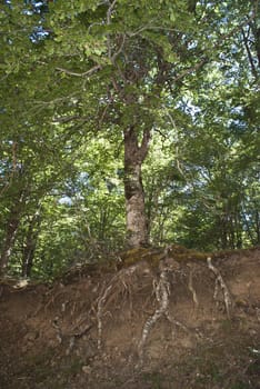 old tree with roots in view. Nebrodi park