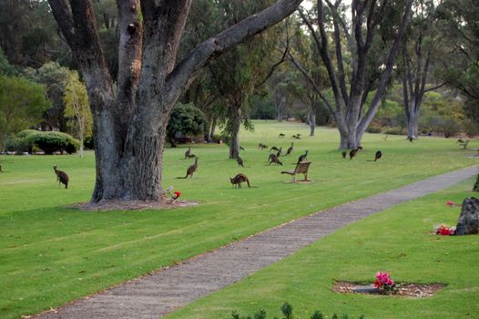 Kangaroos in the Pinaroo Valey Memorial Park