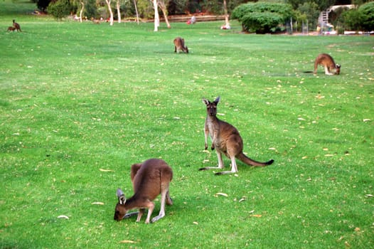 Kangaroos in the park, Perth, Western Australia