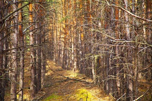 Thick pine autumn forest. Neat rows of trees. Shallow depth of field.