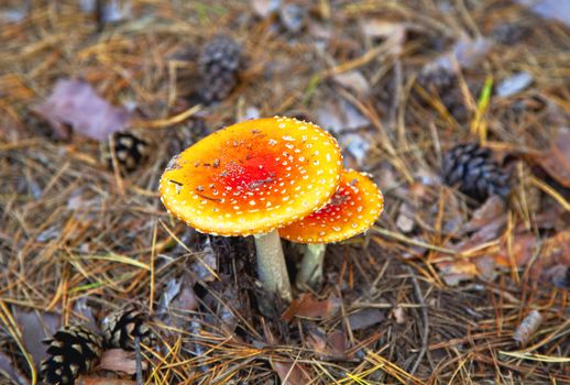 Amanita poisonous mushroom in coniferous pine forest. Autumn. close-up. Shallow depth of field.