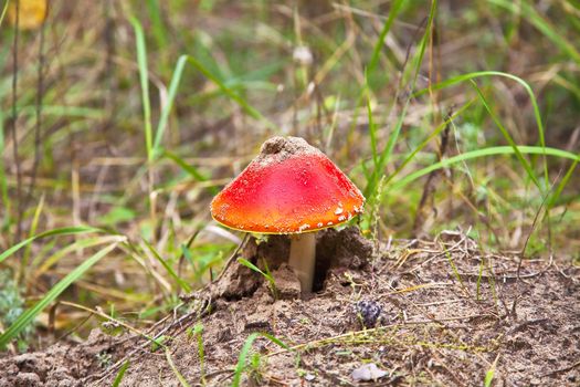 poison mushroom in coniferous pine forest. Autumn. close-up. Shallow depth of field