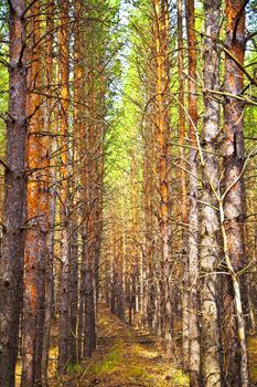 Thick pine autumn forest. Neat rows of trees. Shallow depth of field.
