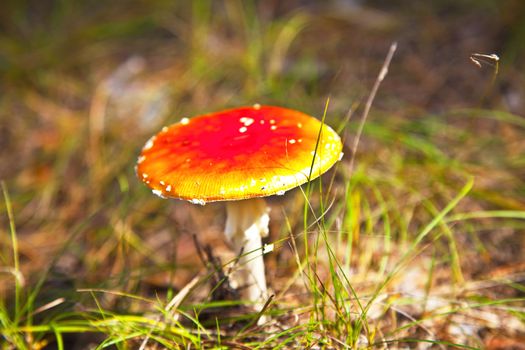 poison mushroom in coniferous pine forest. Autumn. close-up. Shallow depth of field