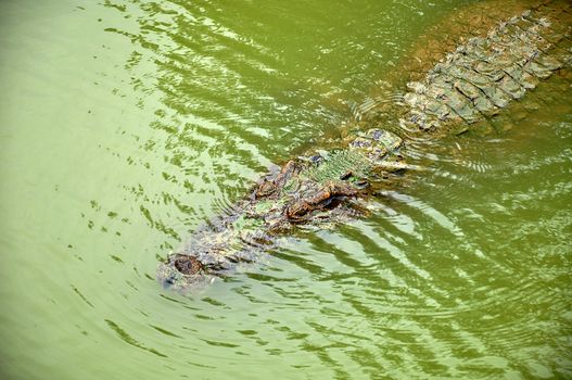 Alligator or crocodile hiding in the water