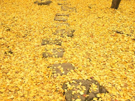 Pathway through the ground covered with ginko leaves in autumn