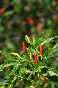 Red chili pepper growing on a plant